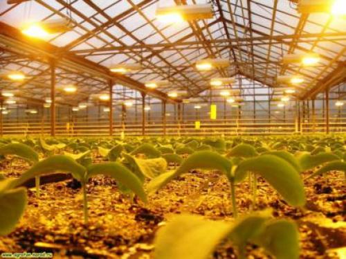 Какие типы светильников наиболее долговечны для использования в промышленных теплицах. Освещение теплиц и оранжерей.