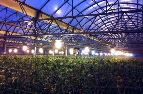 Какие проблемы могут возникнуть при использовании светодиодных светильников в теплицах, и как их можно решить. Особенности светодиодных светильников