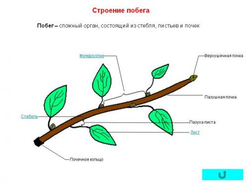 Какие факторы влияют на правильный режим освещения в теплицах