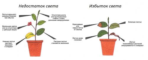 Какие преимущества имеет светодиодное освещение теплиц