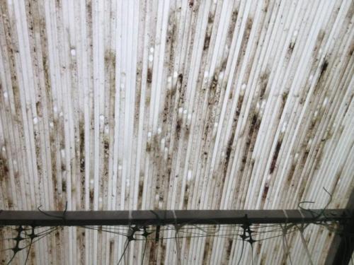 Строительство теплицы из поликарбоната: основные этапы и рекомендации 21