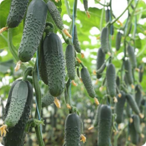 Как увеличить урожайность в теплице Воля. СЕКРЕТЫ ДЛЯ УВЕЛИЧЕНИЯ УРОЖАЯ В ТЕПЛИЦЕ