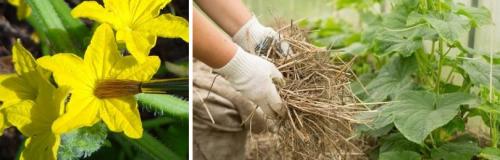 Как увеличить урожайность в теплице Воля. СЕКРЕТЫ ДЛЯ УВЕЛИЧЕНИЯ УРОЖАЯ В ТЕПЛИЦЕ