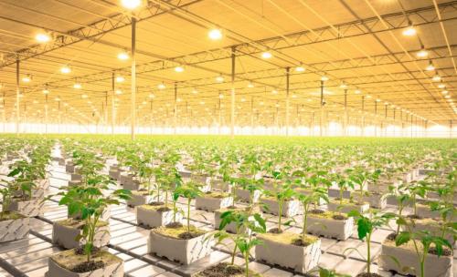 Как правильно установить парник из поликарбоната в Москве 28