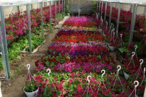 Какие растения можно выращивать в теплице из поликарбоната. Выбор культур