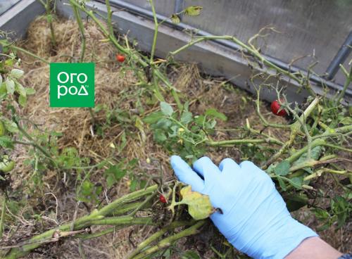 Как вымыть теплицу из поликарбоната осенью. Уход за теплицей после сбора урожая 03