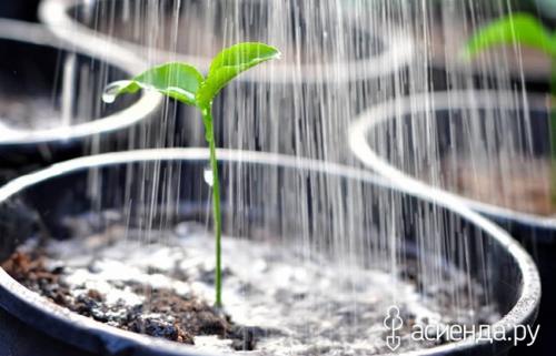 Обработка теплицы перекисью водорода. Перекись водорода - ценный помощник в саду