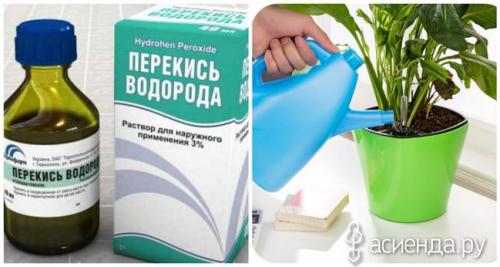 Обработка теплицы перекисью водорода. Перекись водорода - ценный помощник в саду