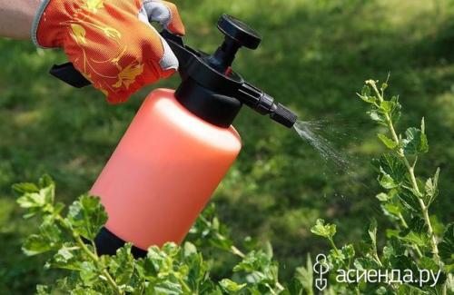 Обработка теплицы перекисью водорода. Перекись водорода - ценный помощник в саду