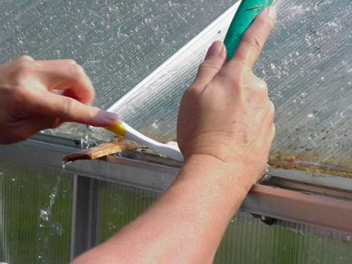 Чем продезинфицировать теплицу. Весенняя уборка теплицы