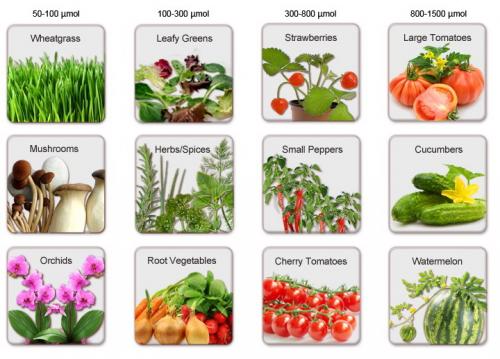 Светодиодное освещение для теплиц: преимущества и недостатки 08 Светодиодное освещение для теплиц: преимущества и недостатки 08
