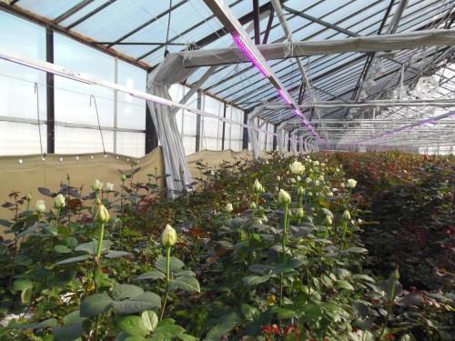 Как выбрать оптимальное светодиодное освещение для теплиц