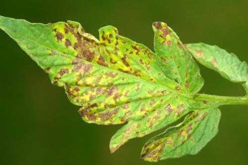 Уборка теплицы из поликарбоната осенью. Уборка в теплице