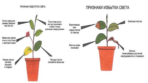 Профессиональное освещение теплиц. Освещение в теплице: нормы, требования, нюансы и советы