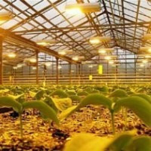 Освещение теплицы. Как сделать освещение для теплиц своими руками