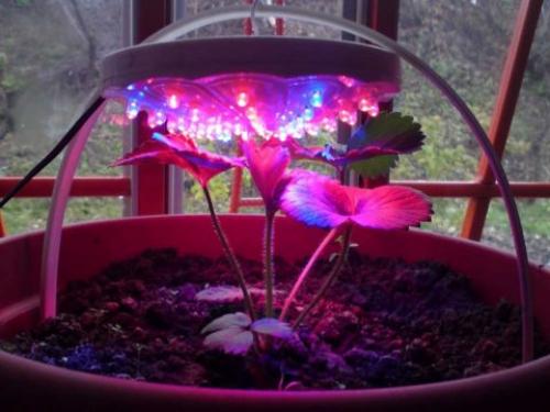 Led освещение для растений. Правила устройства освещения для растений