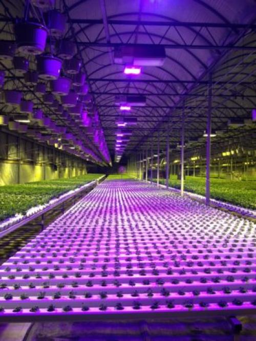 Светильники для теплиц. Светодиодное освещение теплиц – передовые технологии в сельском хозяйстве