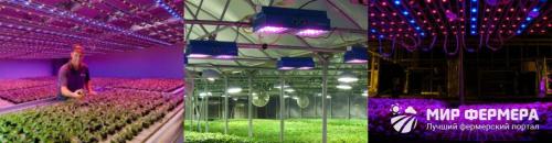 Освещение теплицы светодиодами. Освещение Теплиц светодиодами