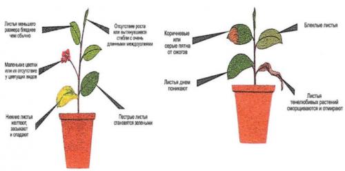 Освещение теплицы светодиодными лампами Своими руками. Когда и сколько времени нужно освещать растения