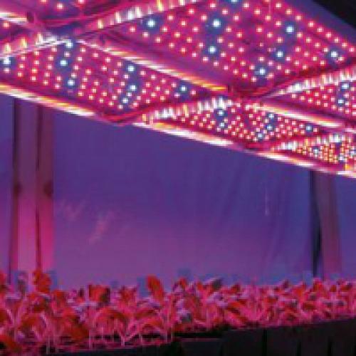 Освещение теплицы светодиодной лентой. Освещение теплиц светодиодами