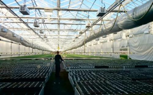 Искусственное освещение теплиц. Светодиодное освещение теплиц – передовые технологии в сельском хозяйстве