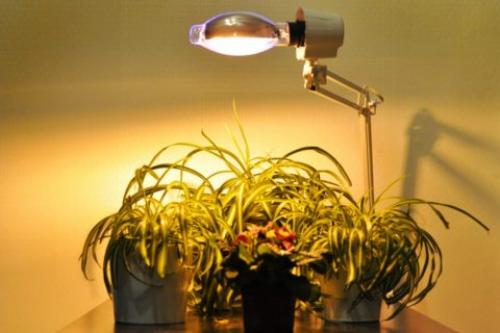 Расчет светодиодного освещения для растений. Правила устройства освещения для растений