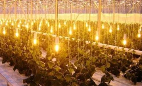 Освещение в теплице. Требования к освещению в теплице