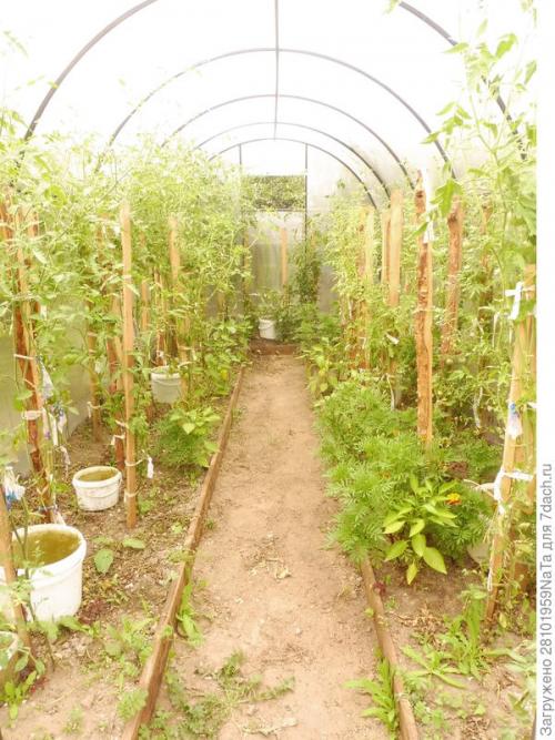 Какие работы необходимо провести с каркасом и покрытием теплицы осенью. Теплица. Осенние работы в ней