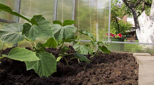 Какие инструменты и материалы необходимы для осенней обработки теплицы. Обработка теплицы осенью: схема обработки и народные методы