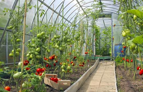 Какие химические препараты лучше использовать для обработки теплиц. Чем продезинфицировать теплицу из поликарбоната