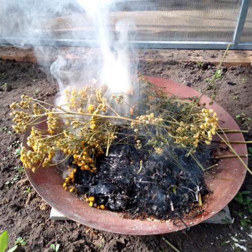 Какие признаки указывают на необходимость срочной обработки теплицы. Обработка, профилактика «вершинки» и зачем нужна пижма