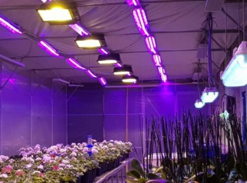 Вредны ли светодиодные фитолампы для человека. Вреден ли свет от фитолампы для человека