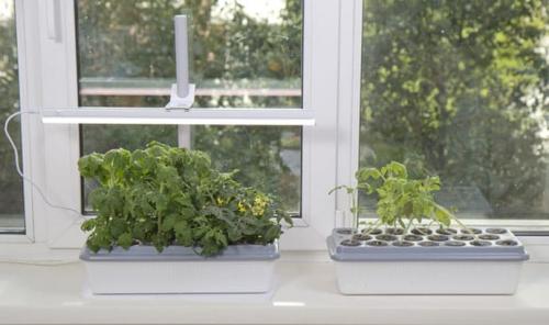 Вредны ли светодиодные фитолампы для человека. Вреден ли свет от фитолампы для человека