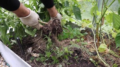 Как убрать мусор и растительные остатки из теплицы. Ша.  Удаление растений и мусора