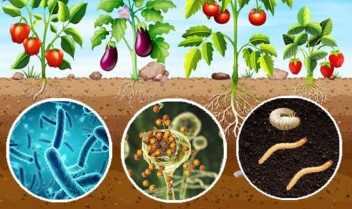 Как правильно хранить средства для обработки теплицы. Обработка теплицы бордосской жидкостью и другими эффективными средствами